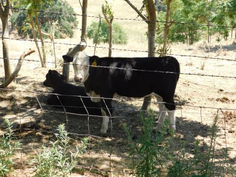 [Picture of Cows in Hornitos]
